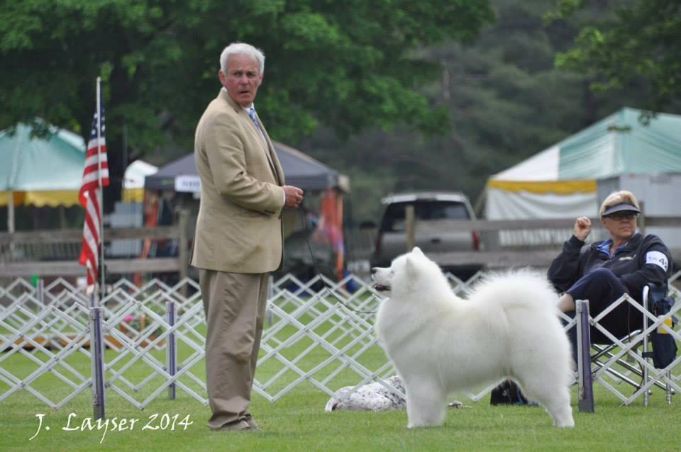 Pebbles sales run samoyeds
